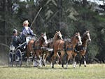 Four brown horses pulling a black carriage with a lady holding  the reins and a man in the back