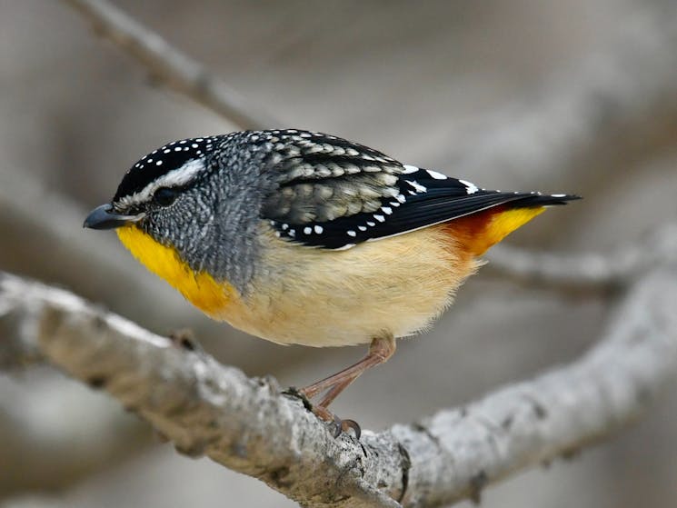 Spotted Pardalote