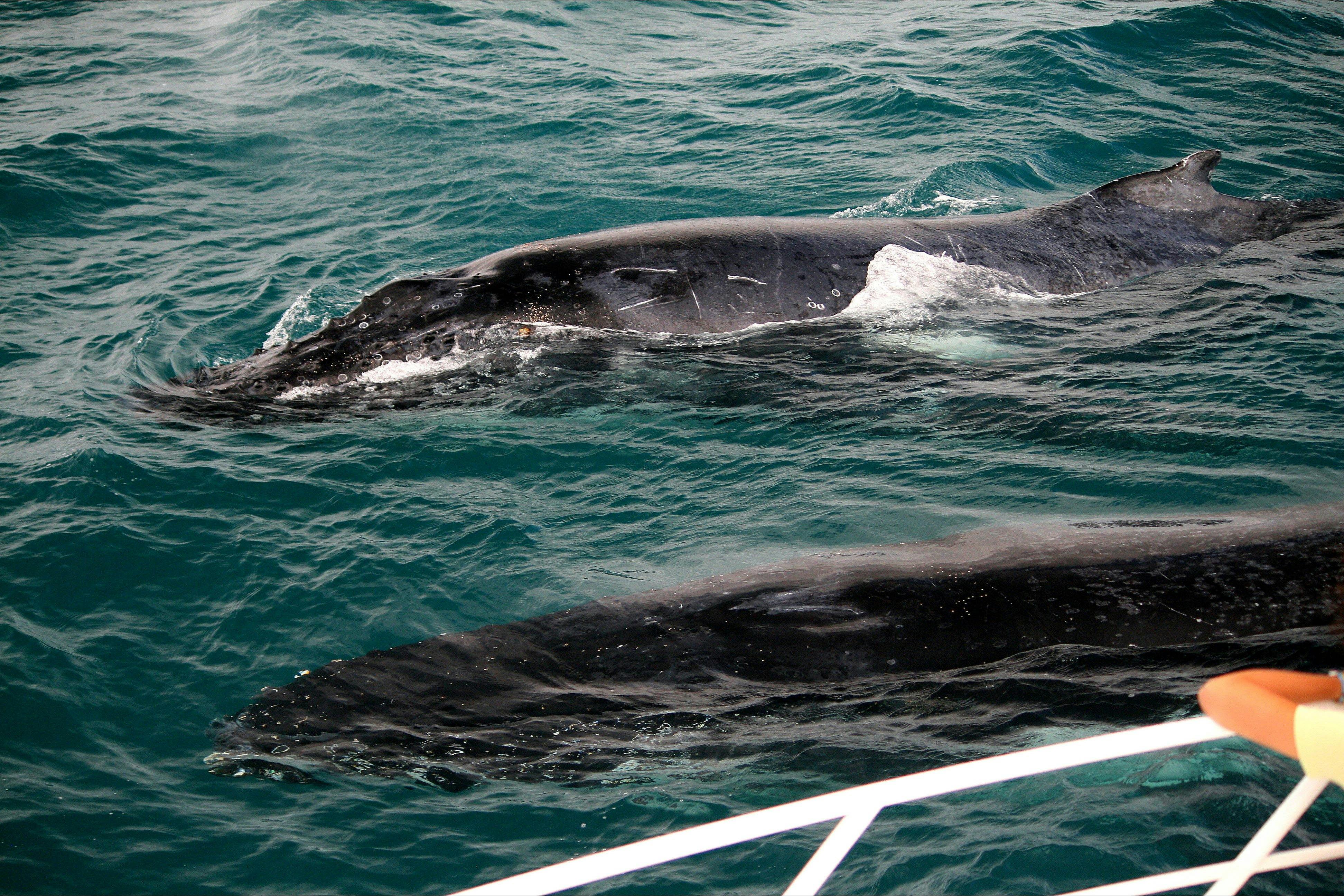Ocean Eco Adventures, Exmouth, Western Australia