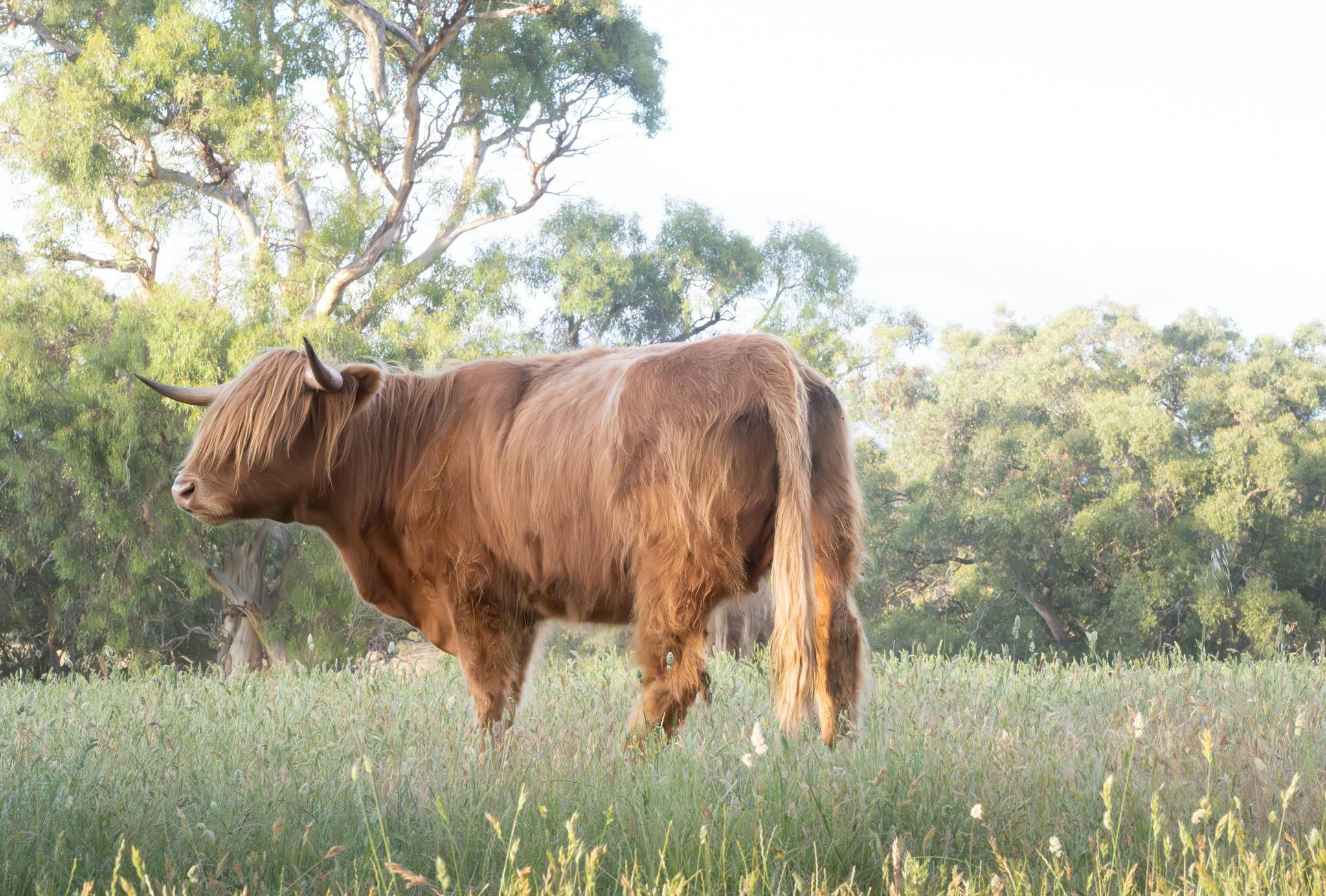 Maple Valley Highlands