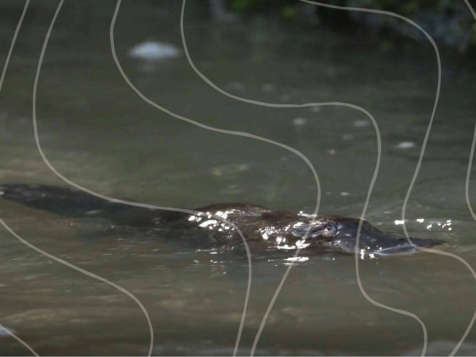 Platypus