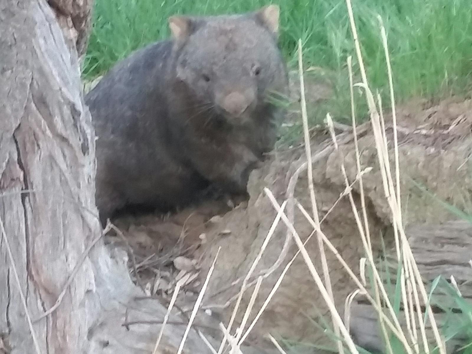 Wombat posing for photograph1