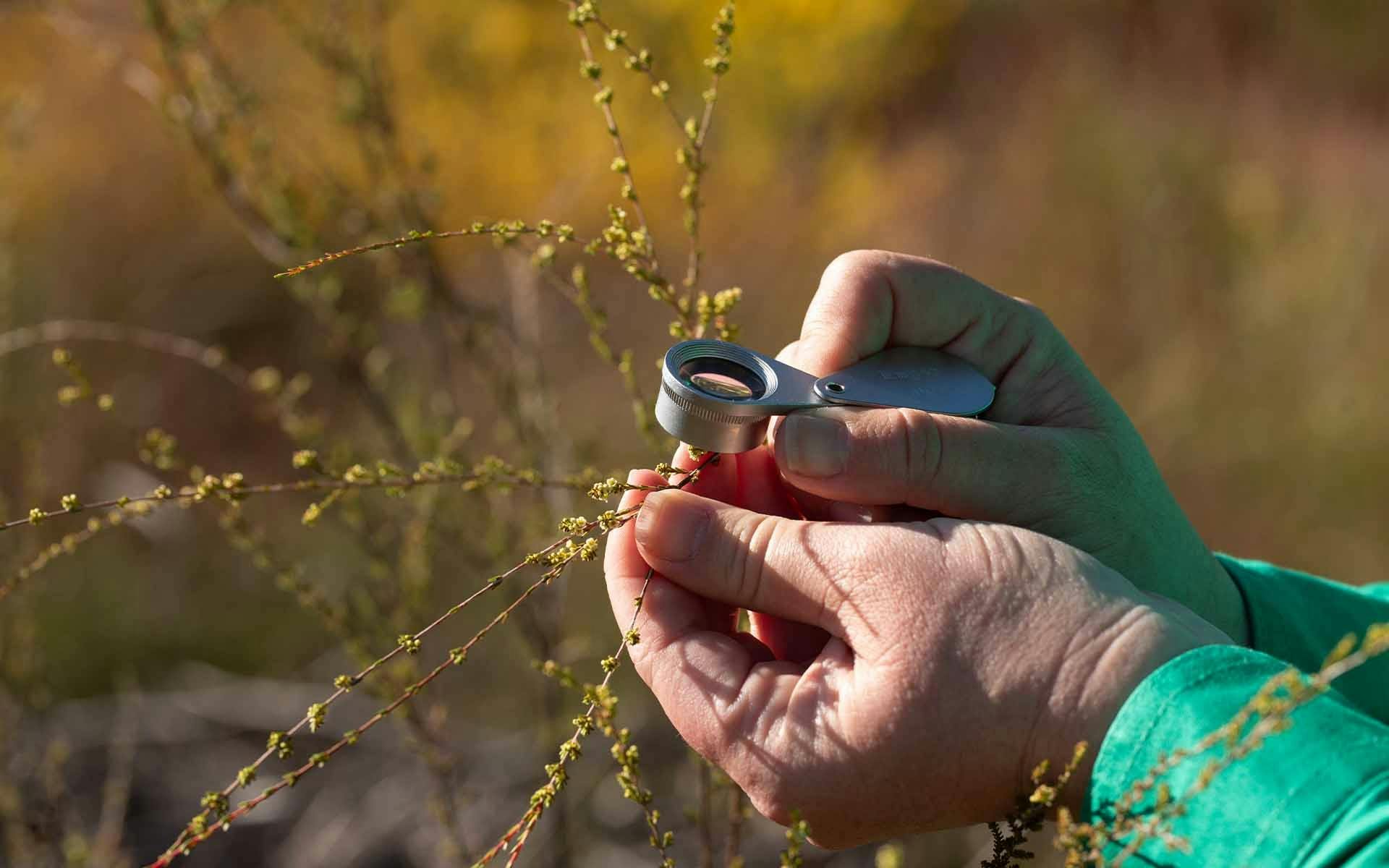 A magnifying glass over a small wildflower
