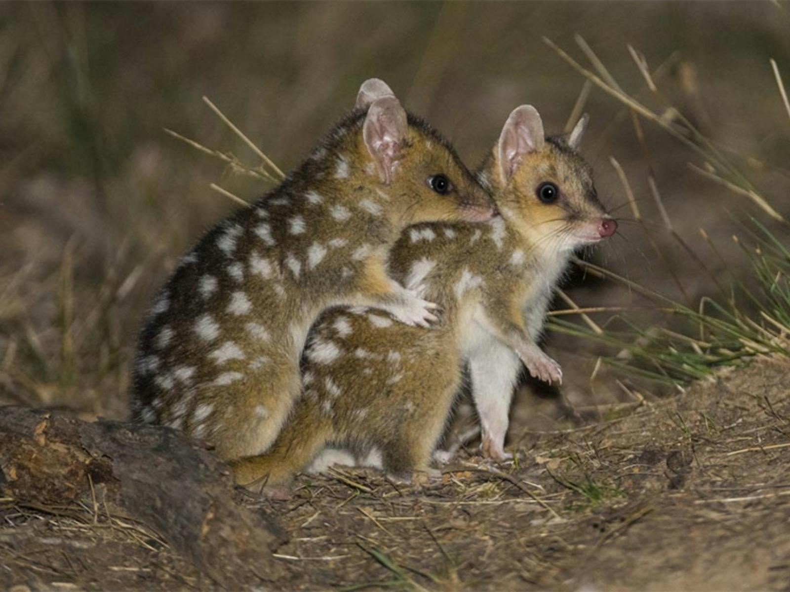 Quolls