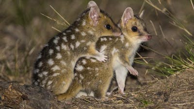 Quolls