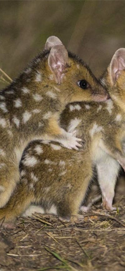 Quolls