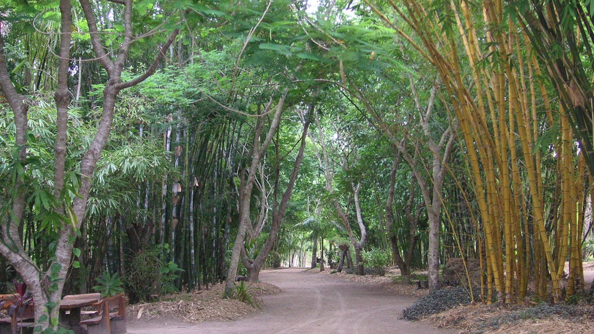 path through bamboo garden