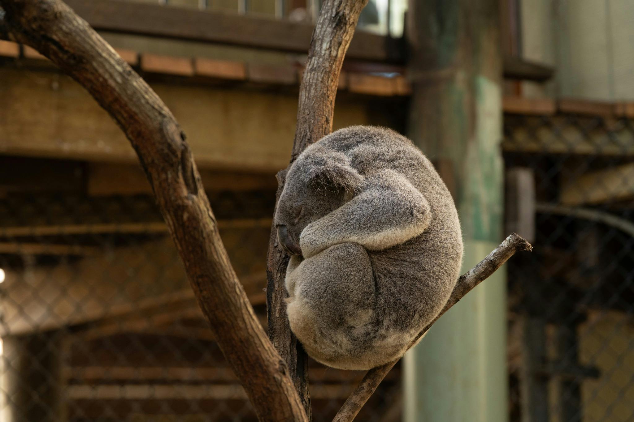 Daisy Hill Koala Centre resident