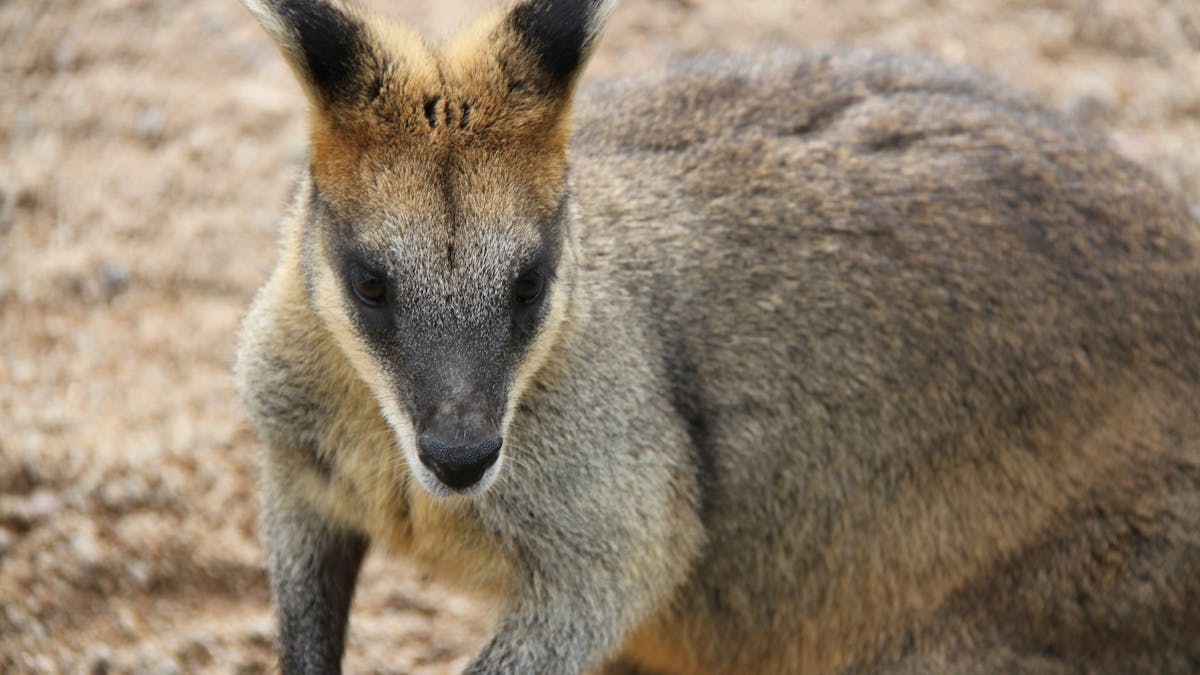 Wallaby at Alexandra Park, Playground and Zoo