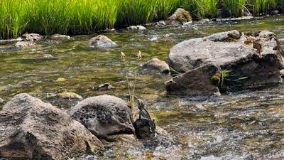 A lizard sitting on a sock in a river.