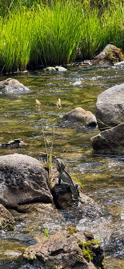 A lizard sitting on a sock in a river.