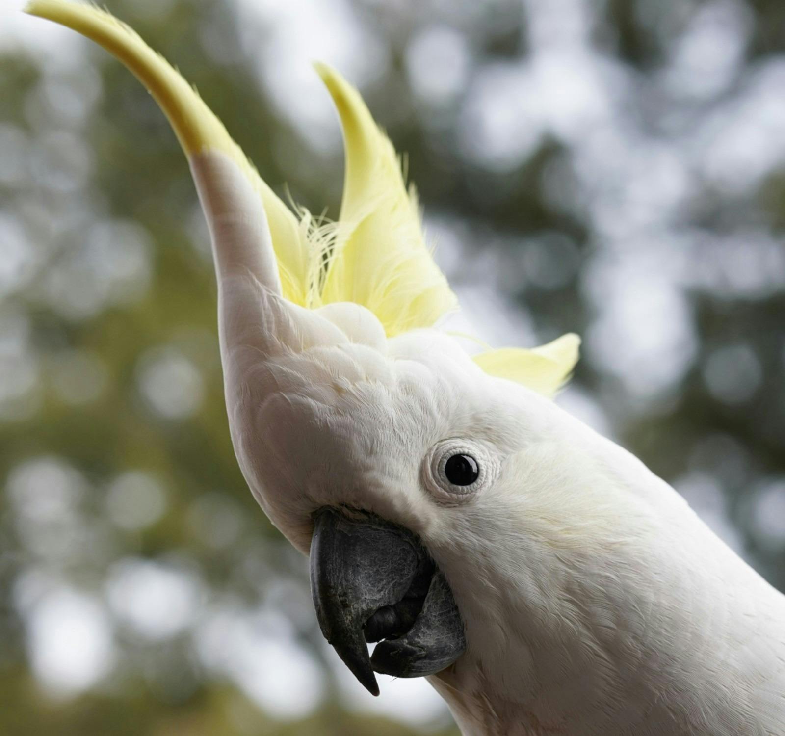 The Bald Archy Prize Tour