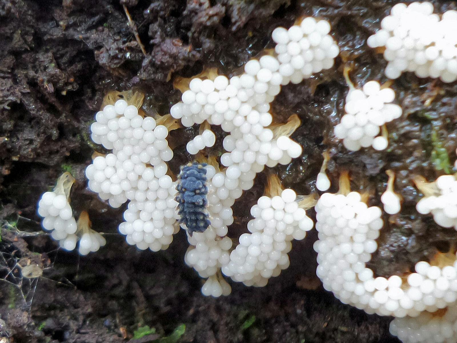 Fungi on Dooleys Hill