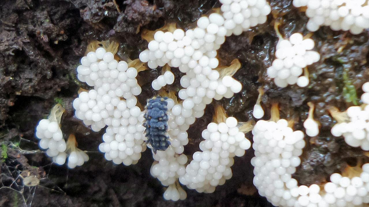 Fungi on Dooleys Hill