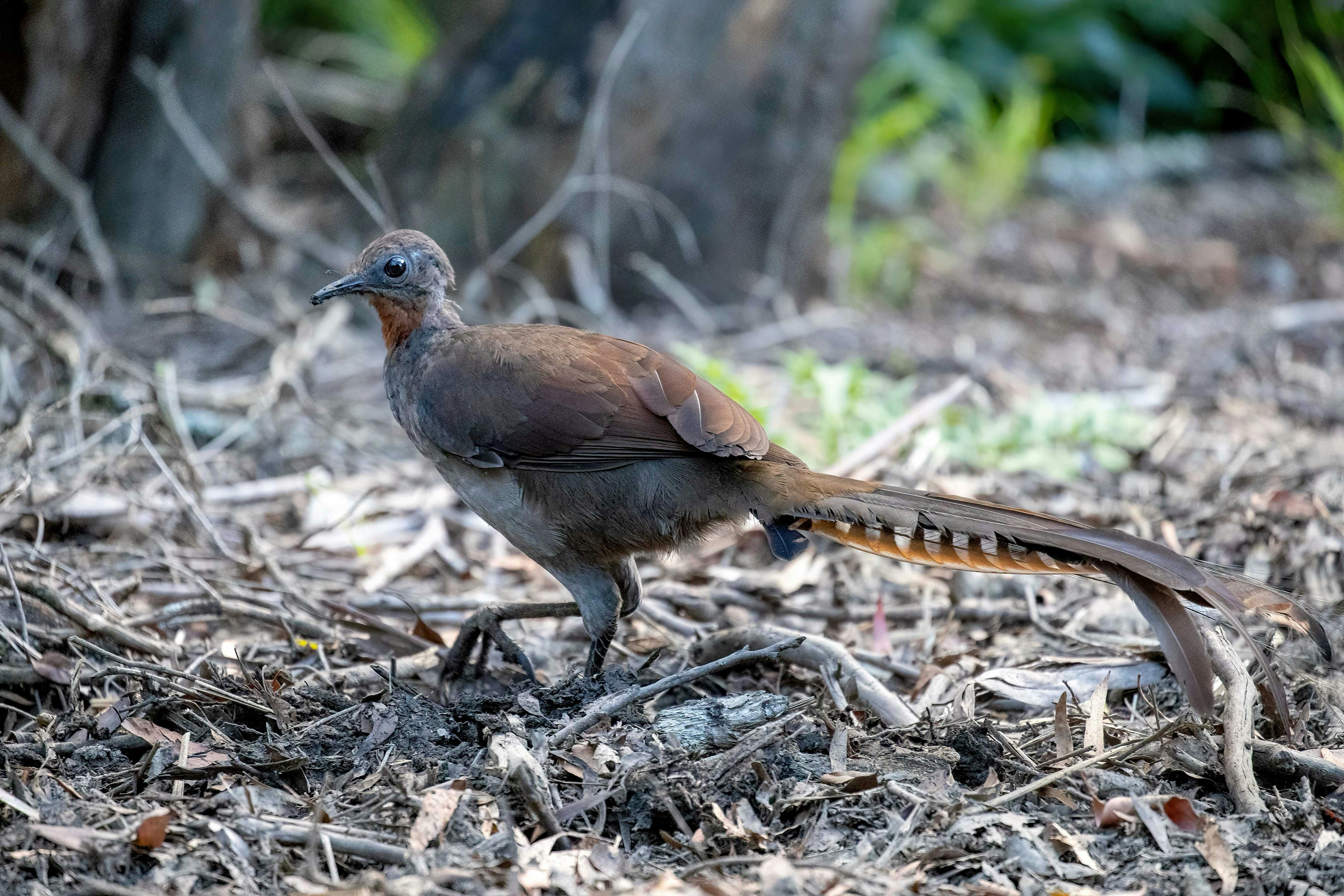 Hear the remarkable song of the Superb Lyrebird (seasonal) - Sydney Bespoke Tours