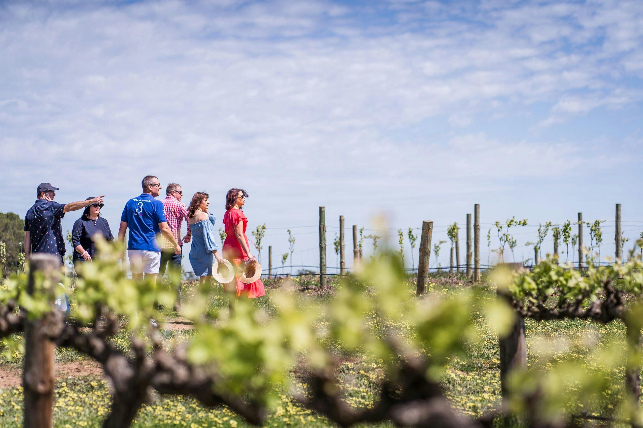 Guests standing in the vineyard enjoying the view