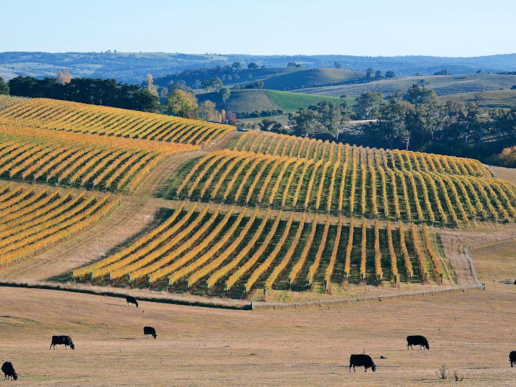 Bantry Grove Vineyard Slow Wine Co