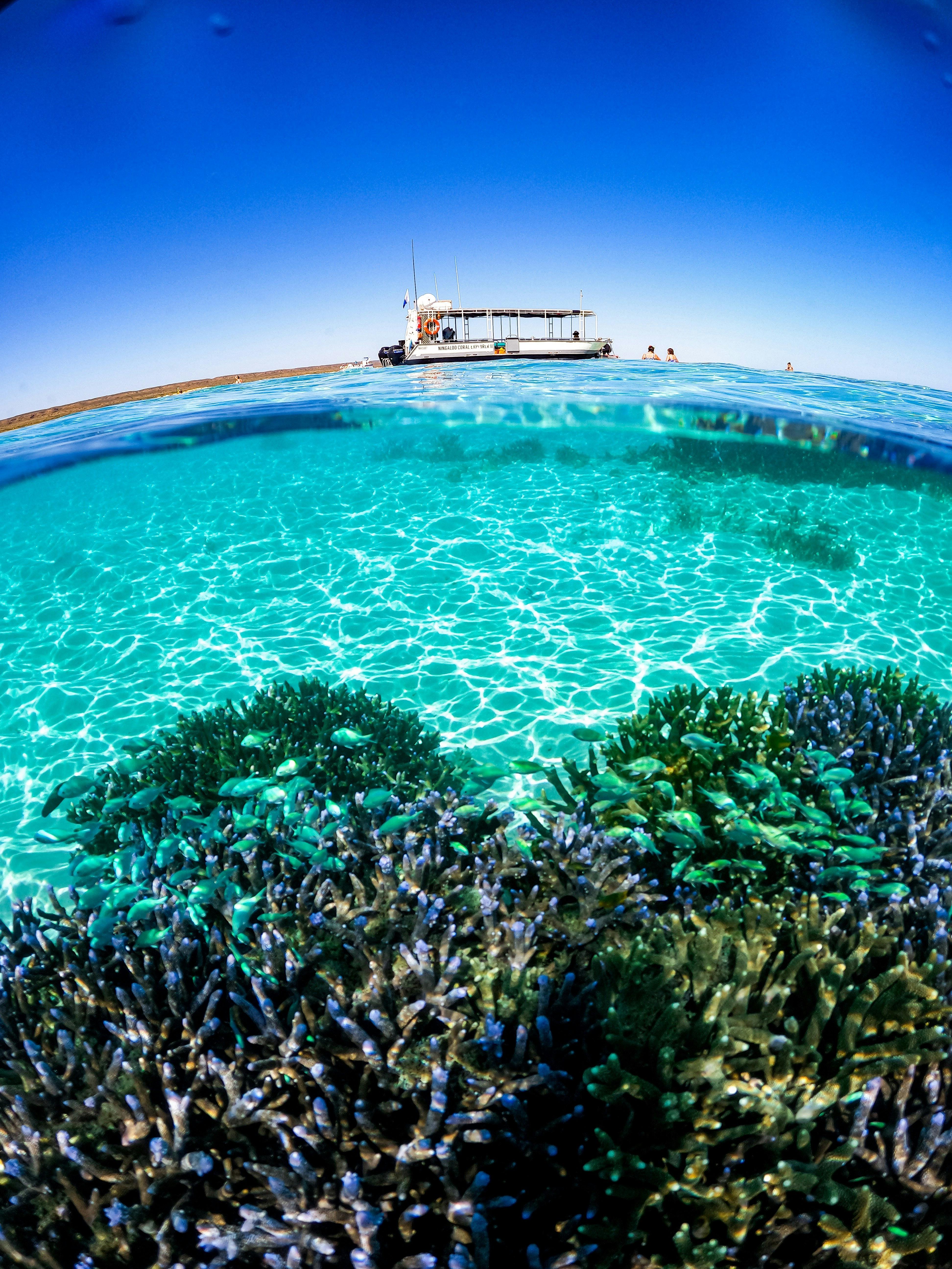 Spectacular Staghorn Coral & Turquoise waters of Ningaloo