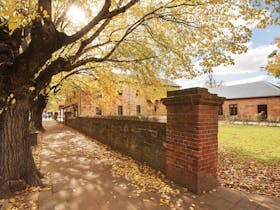 Tree-lined footpath and old stone wall in front of heritage building of Hahndorf Academy in Hahndorf