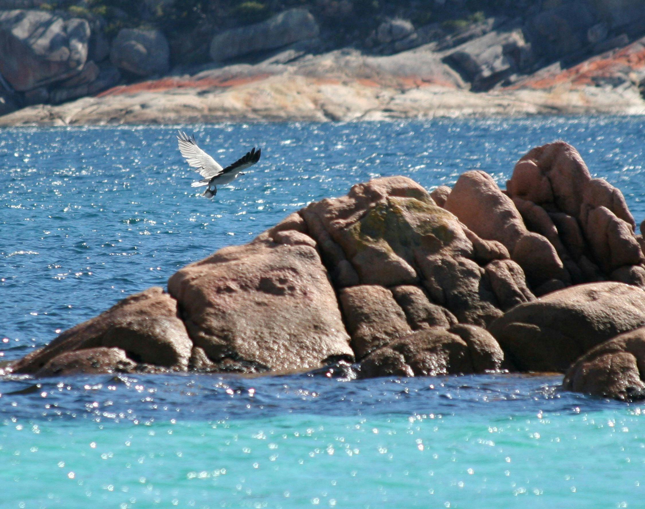 White bellied sea eagle