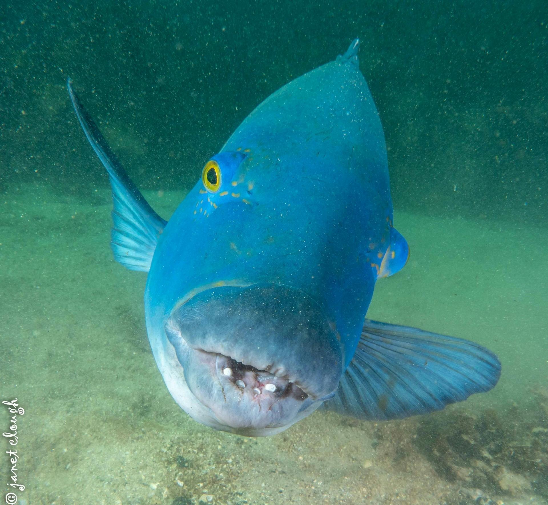 Blue Grouper Swimming