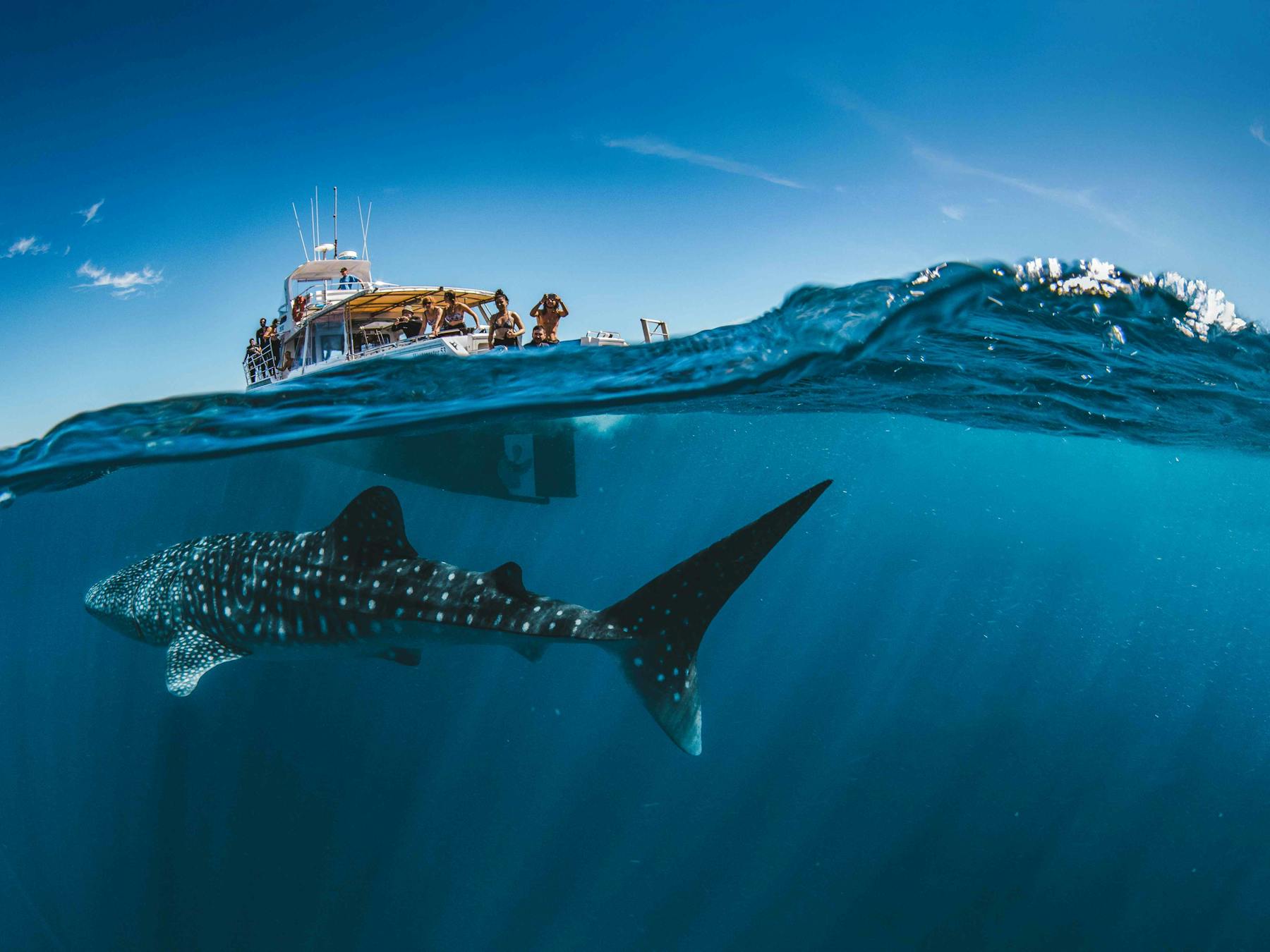 A tour boat floats on the water while a whale shark cruises under the vessel