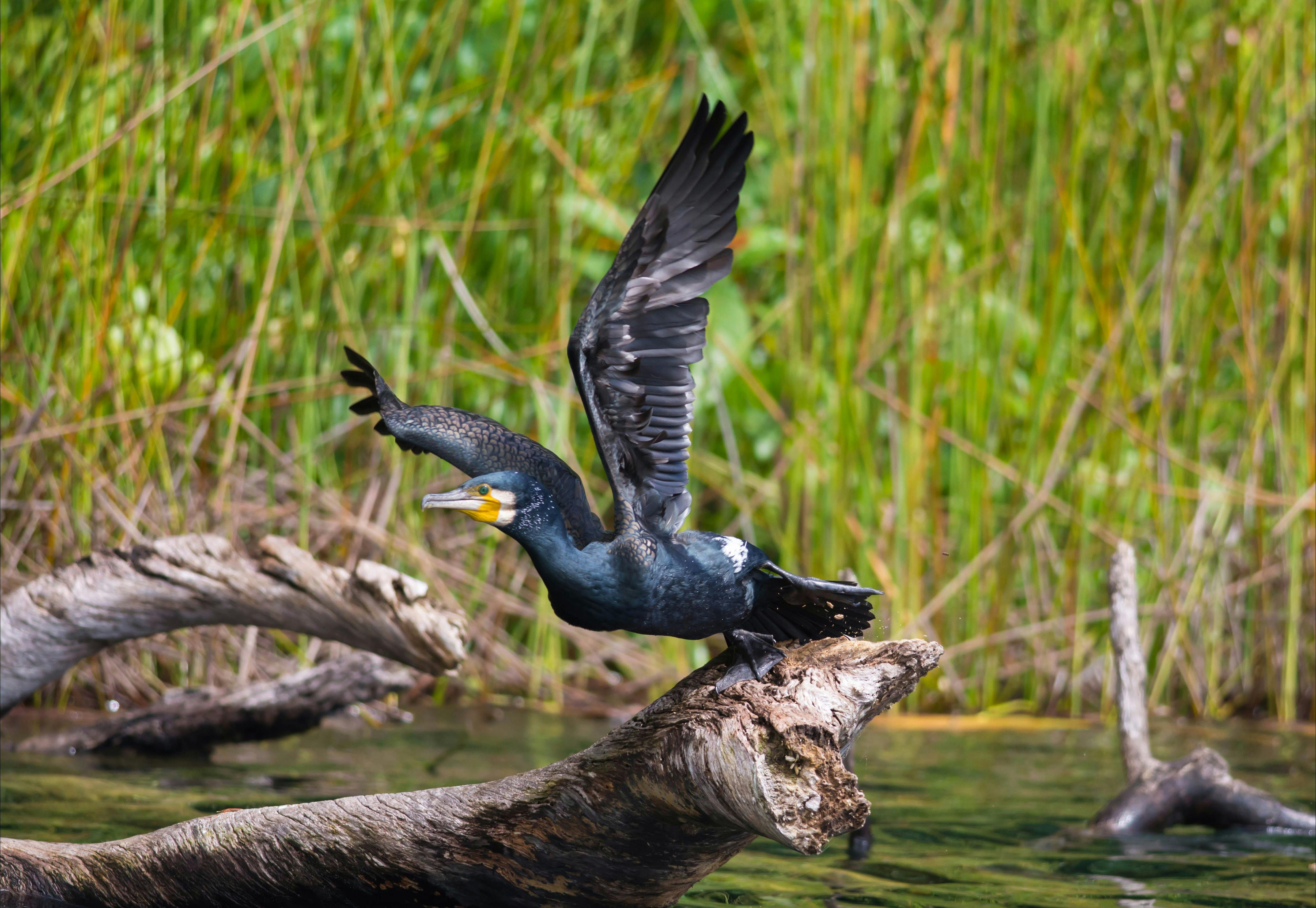 Tablelands Exclusive