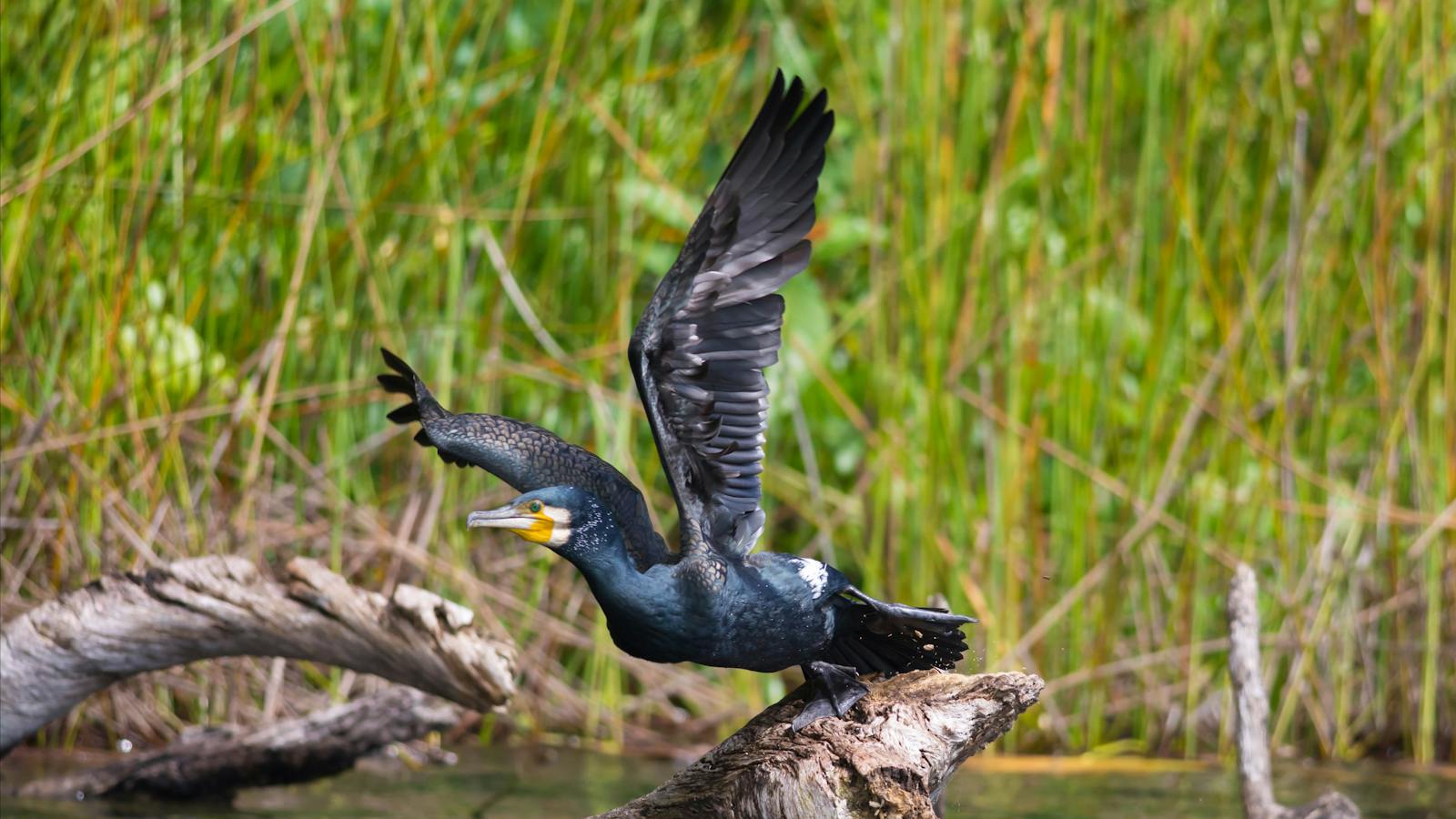Great Cormorant
