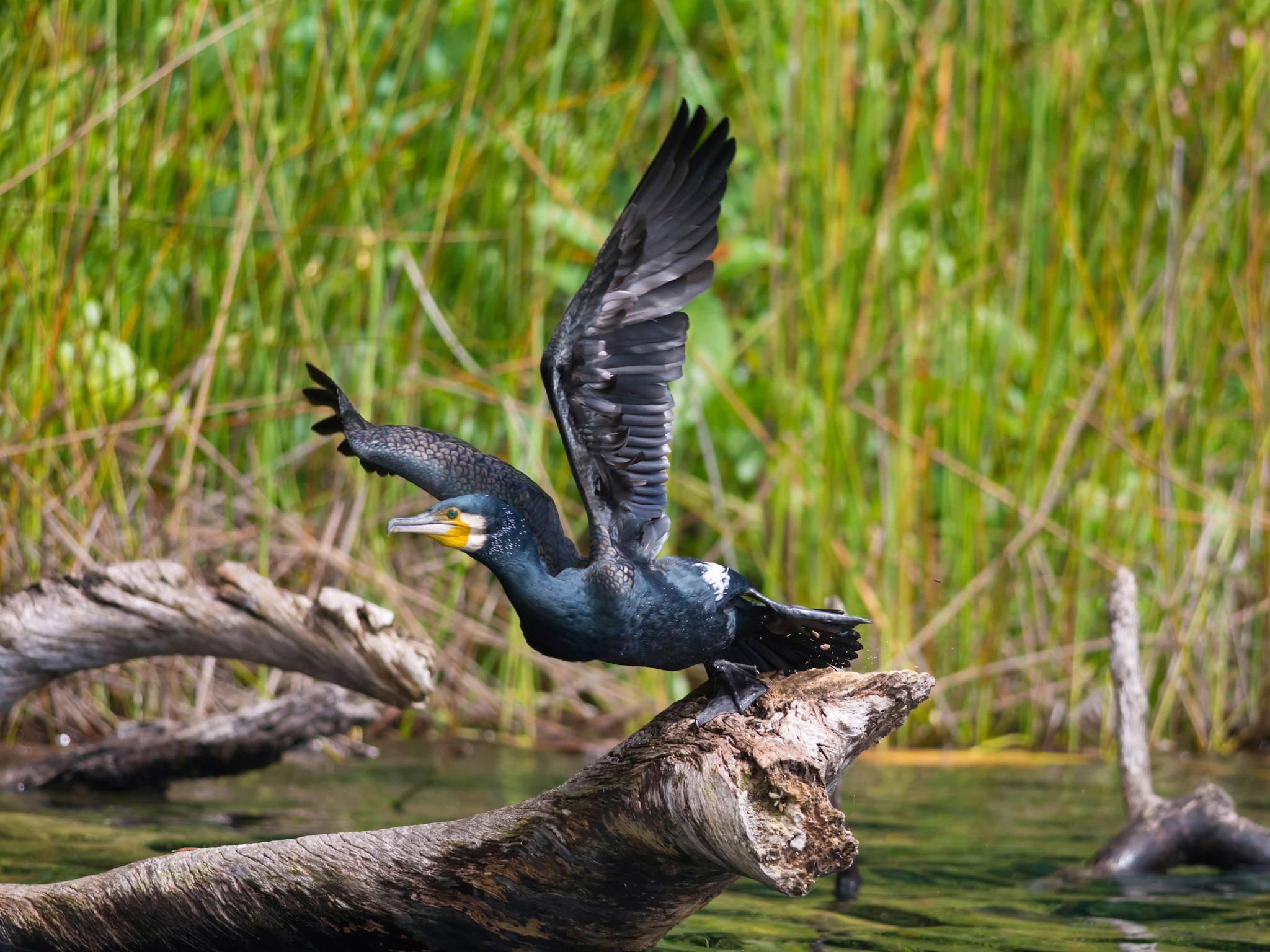 Great Cormorant Great Cormorant