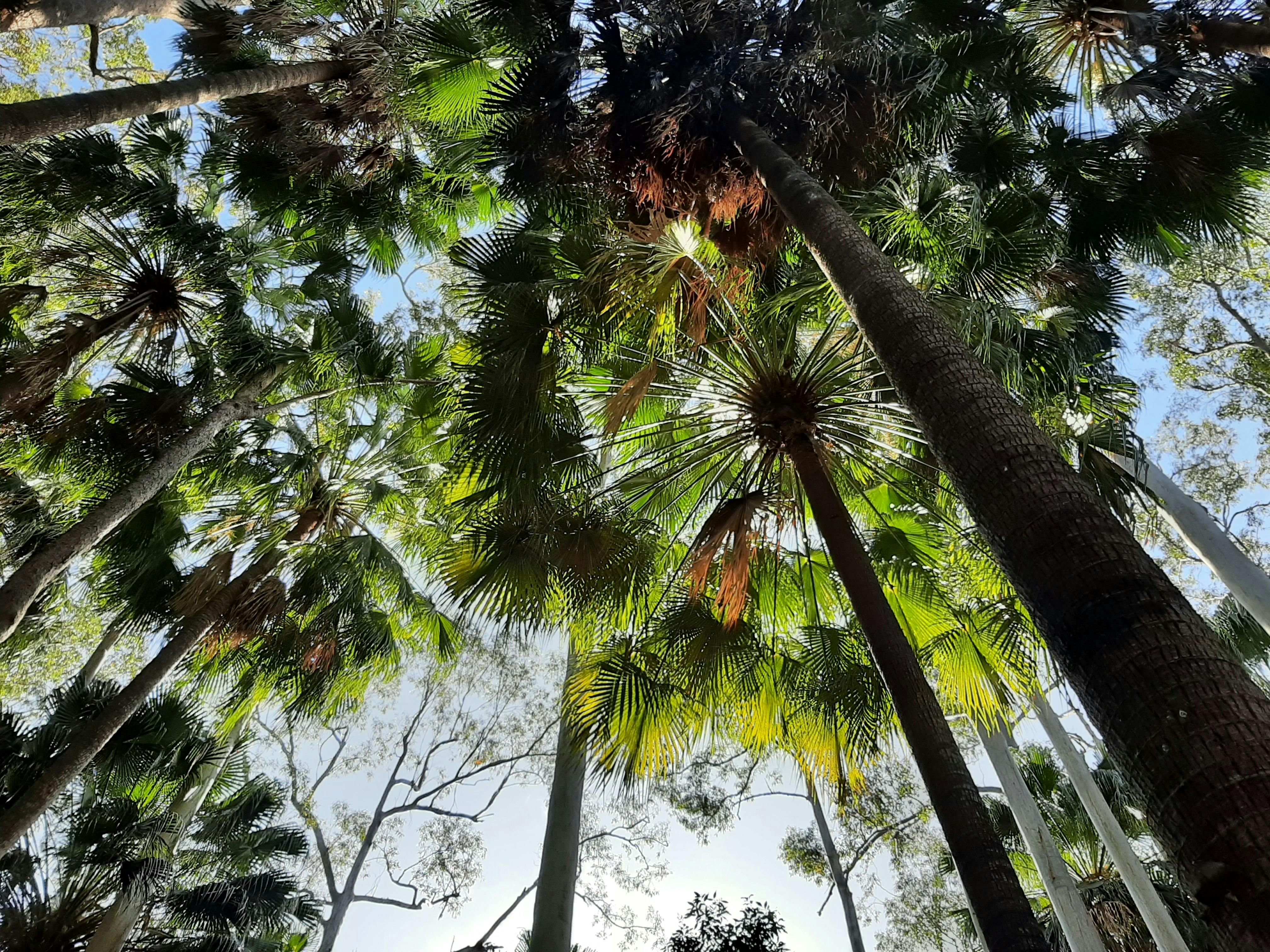 Cabbage tree palm canopy Alex Forest