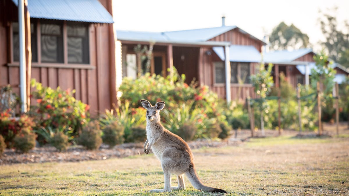 Spicers Hidden Vale local kangaroo Spicers Hidden Vale local kangaroo