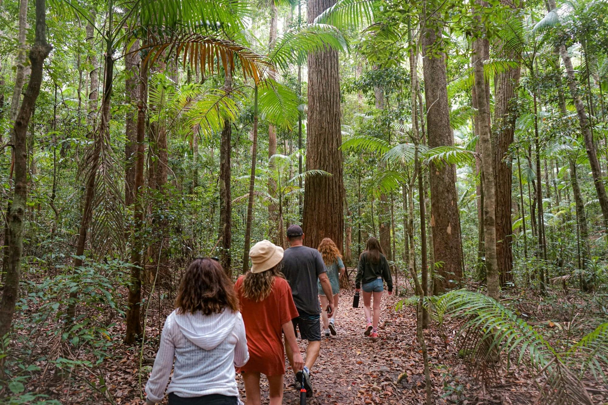 Exploring the rainforest
