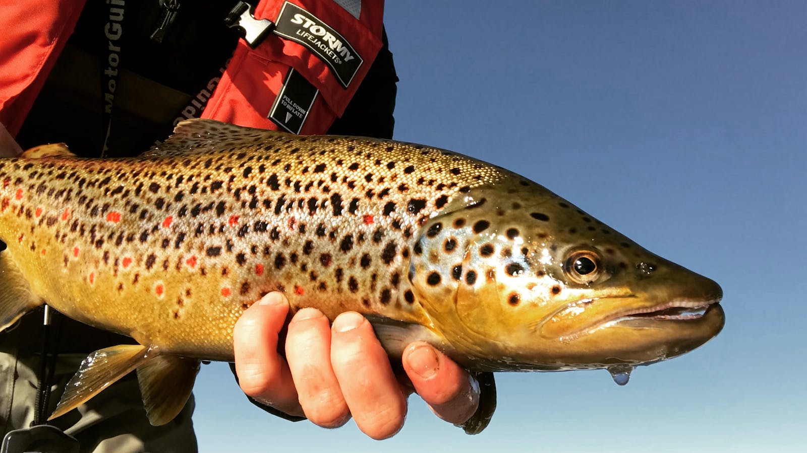 Fly fishing in Tasmania