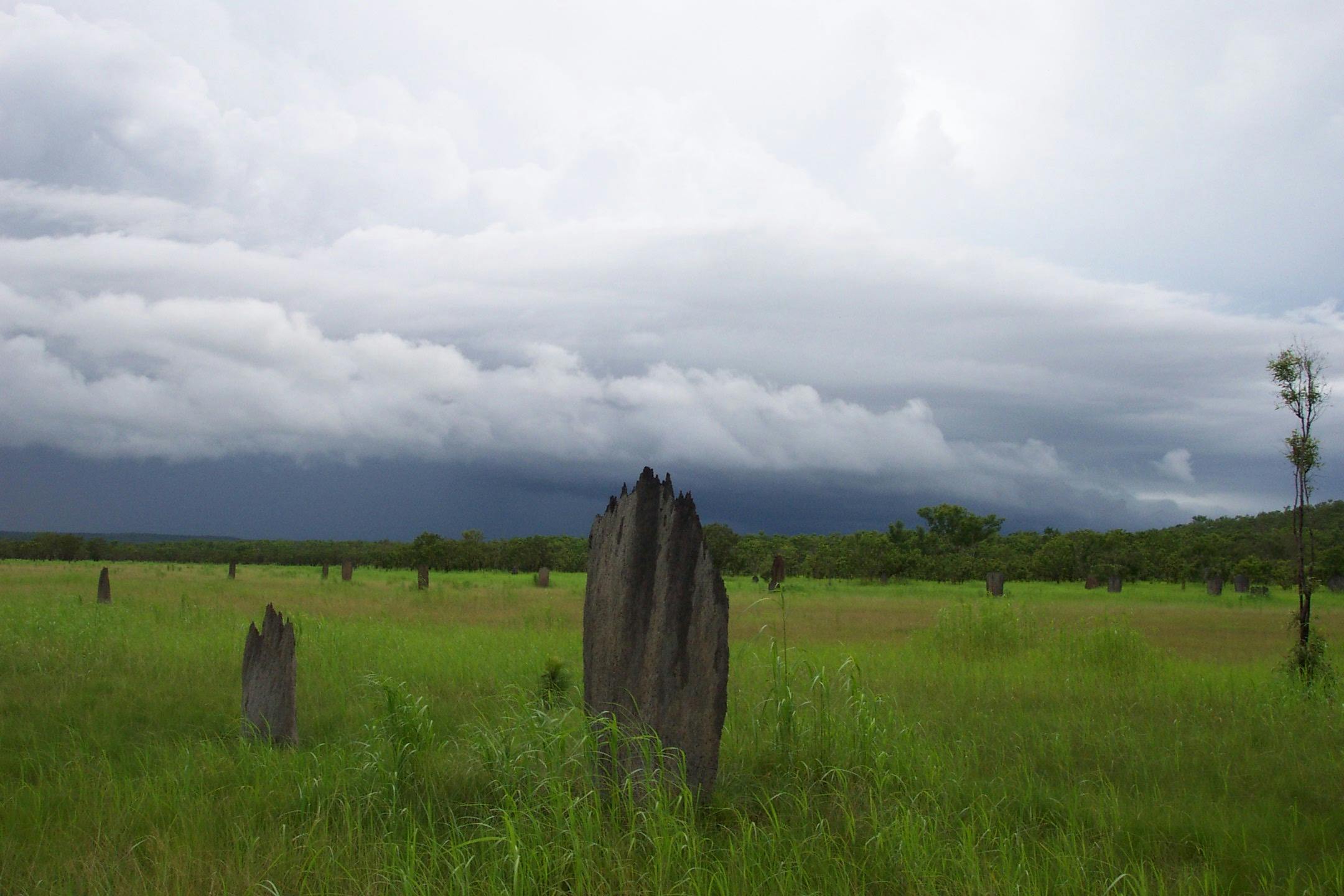 Magnetic Termite Mounds