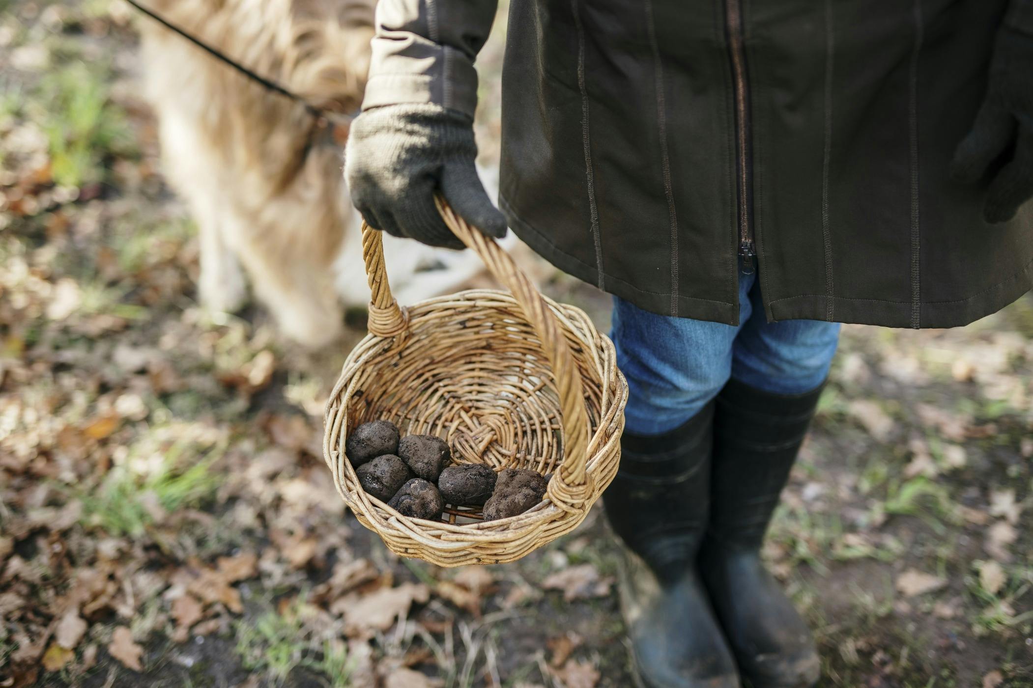 A basket full of truffles