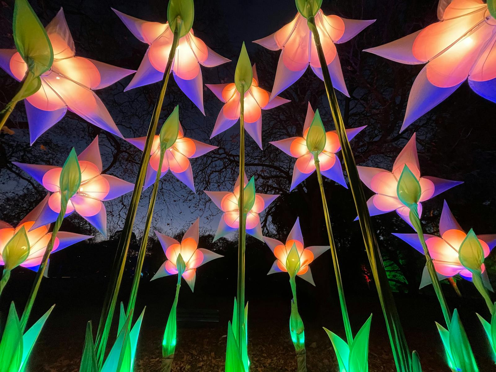 Image for Lightscape at Royal Botanic Gardens Melbourne