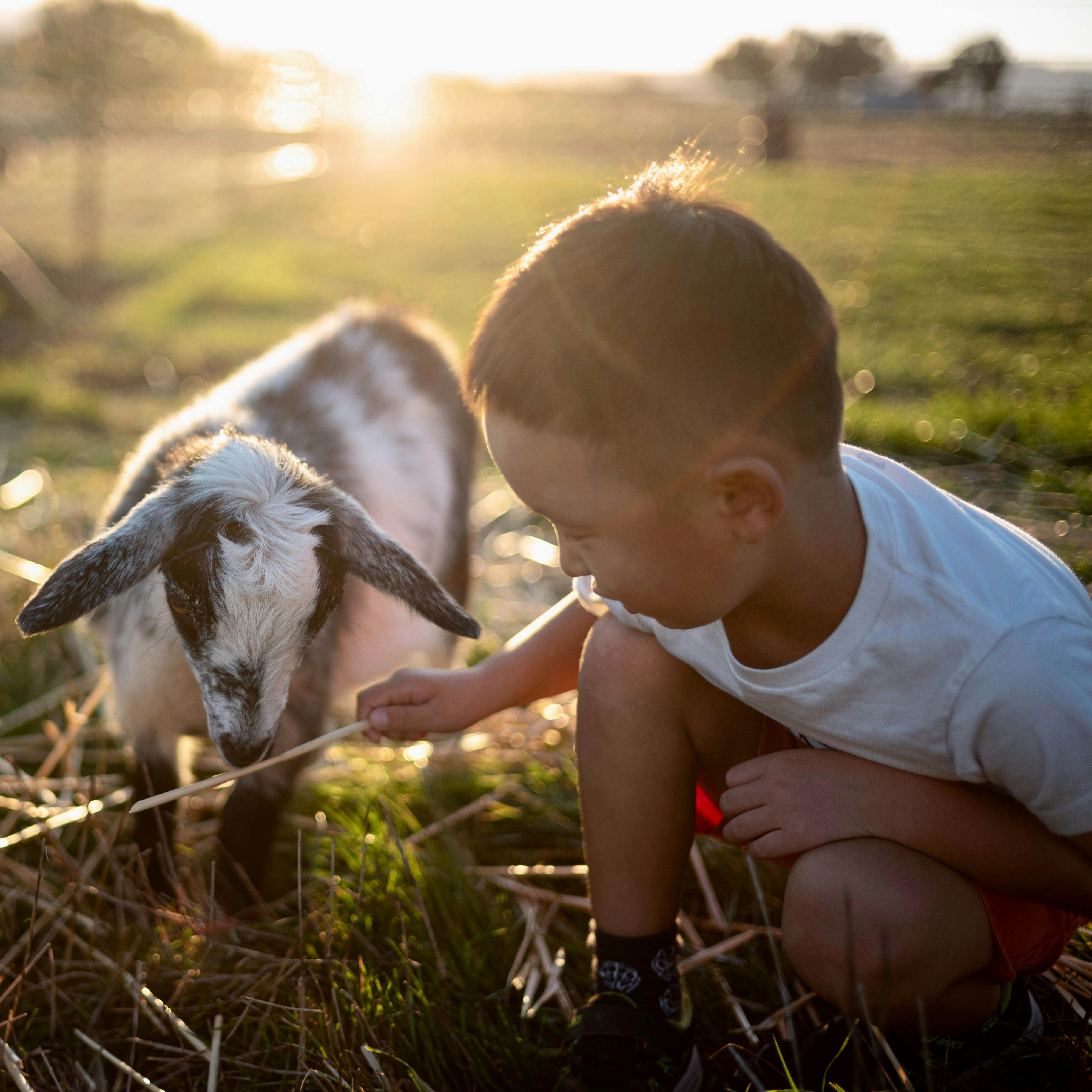 A boy feeding a goat hay with sunset in the background
