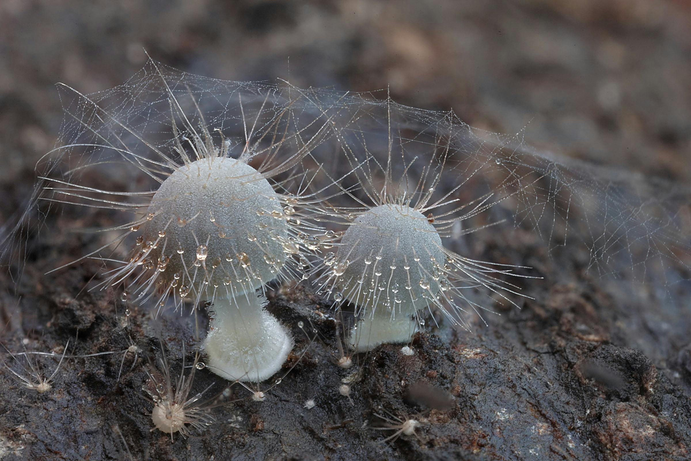 星球真菌电影节——真菌盛宴