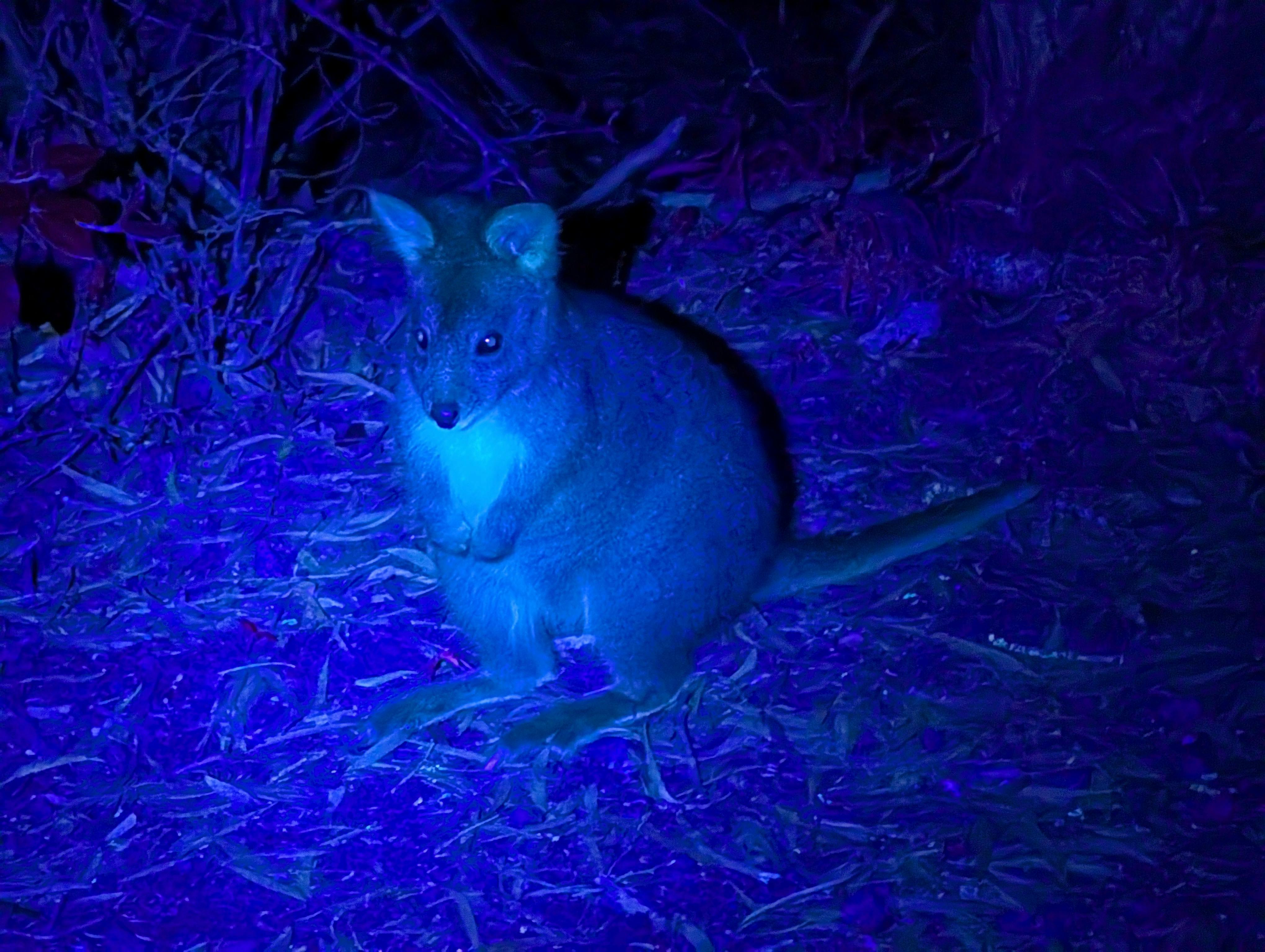 Slightly green-glowing mammal