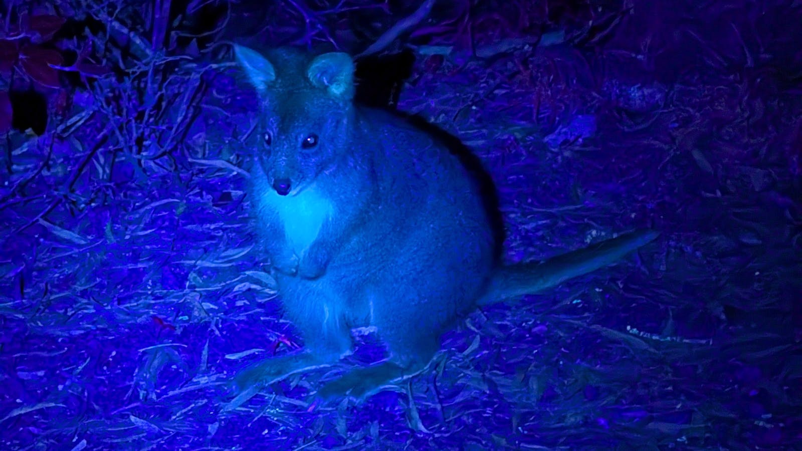 Biofluorescent pademelon