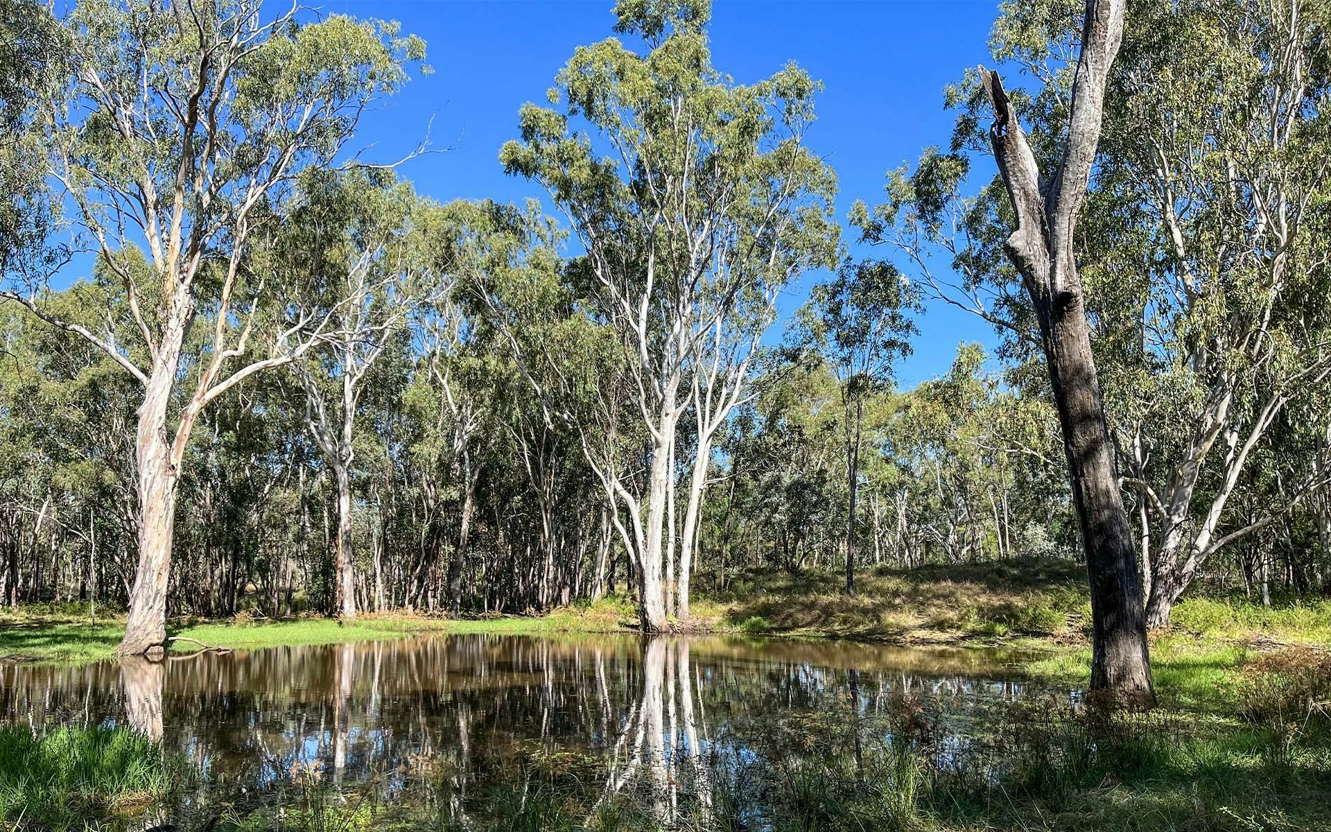 Eucalyptus Trees on the water's edge