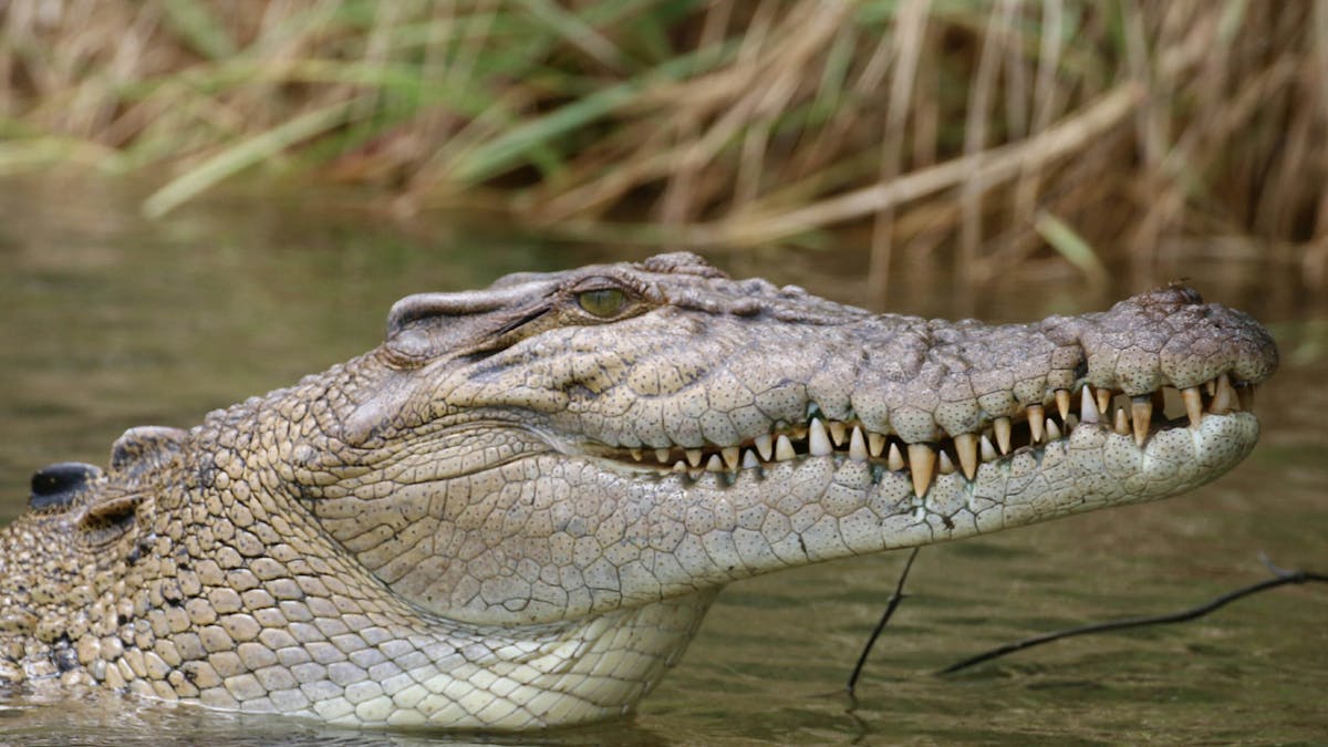 Saltwater crocodile on Daintree River