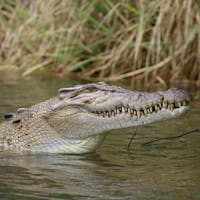 Saltwater crocodile on Daintree River
