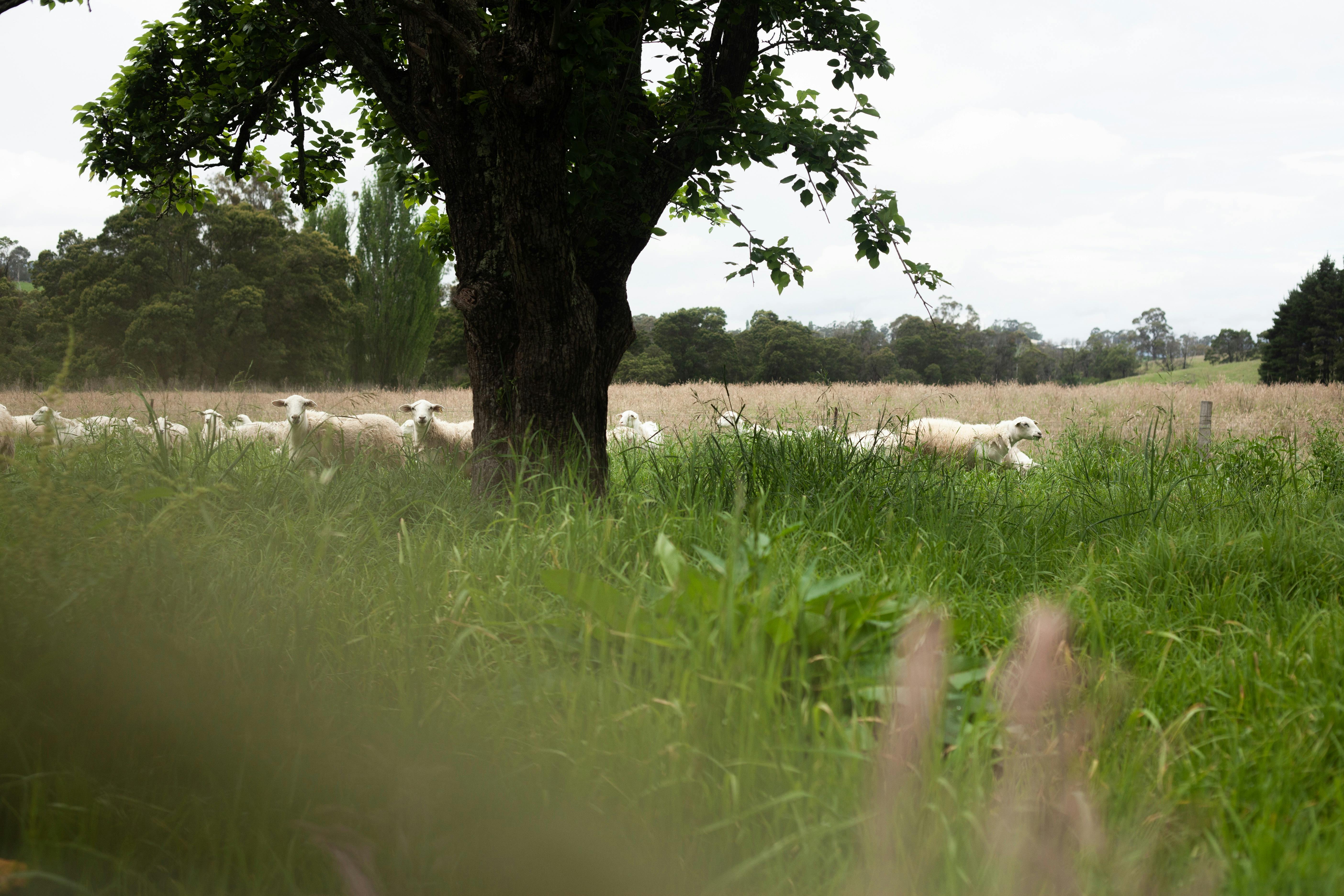 The Wool Shed