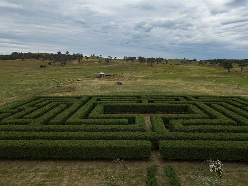 Image for Graze in the Maze