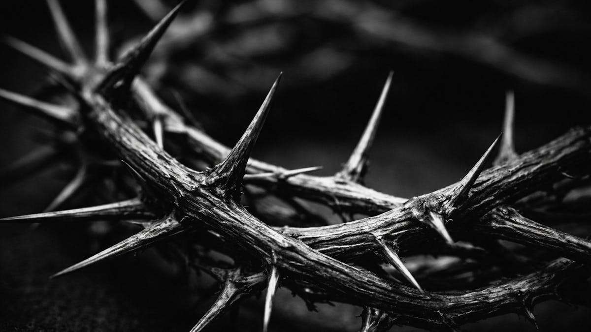 Crown of Thorns