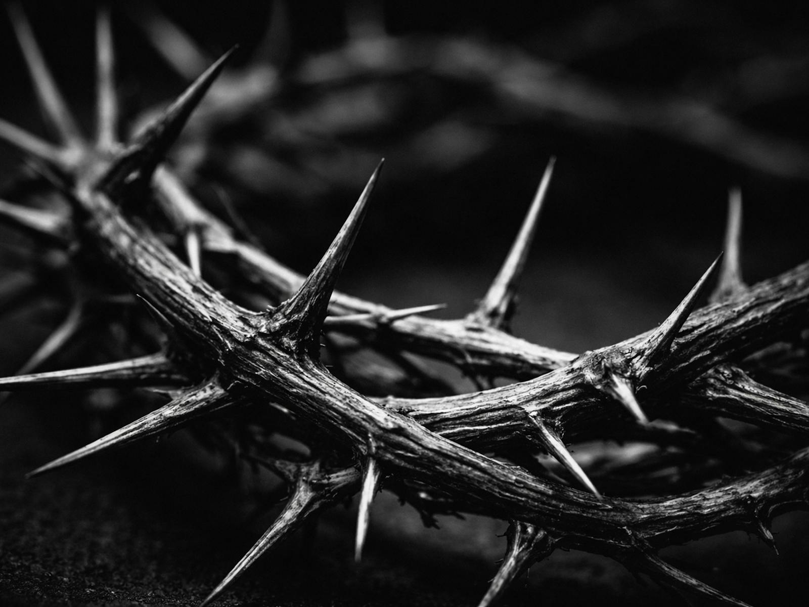 Crown of Thorns Crown of Thorns