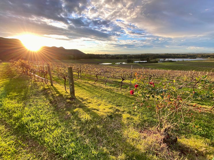 The setting sun shines on a Hunter Valley vineyard