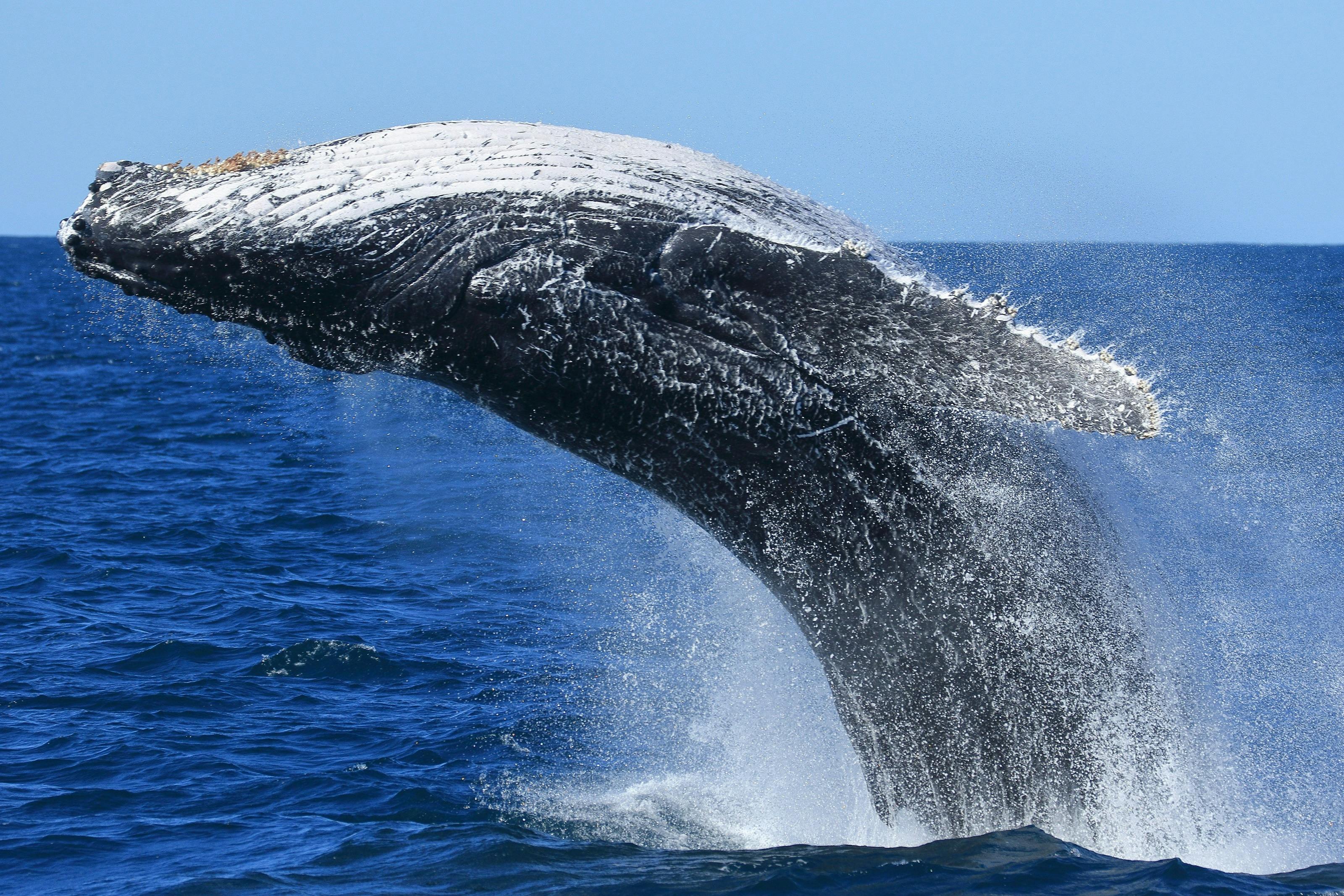 Whale Watching, Wine Tasting, Sea Cliff Bridge Dark Night Stars