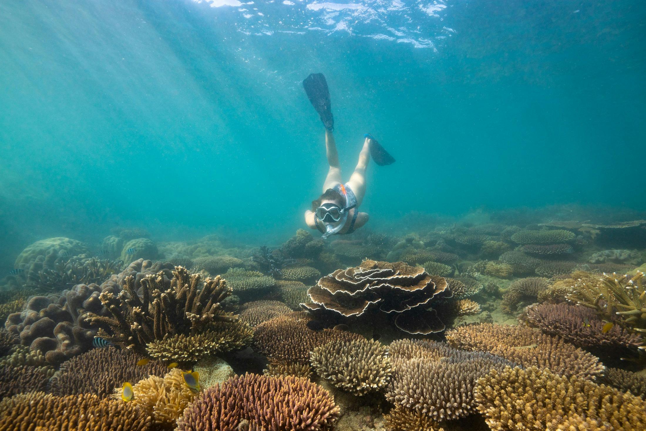 Snorkel Safari Tour